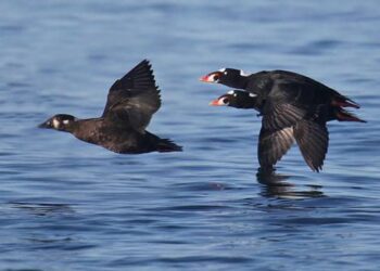 Se reporta el arribo del Pato marino migrante llamado “Surf scoter” o negrón costero en Playas de Tijuana.