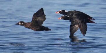 Se reporta el arribo del Pato marino migrante llamado “Surf scoter” o negrón costero en Playas de Tijuana.