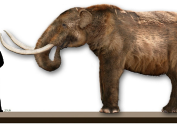 La existencia del “Tijuanodonte”