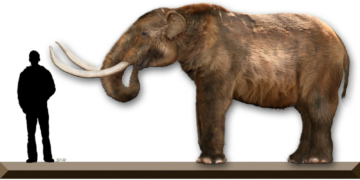 La existencia del “Tijuanodonte”