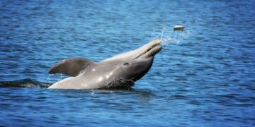 Narcotráfico Marítimo y su Impacto en la Naturaleza