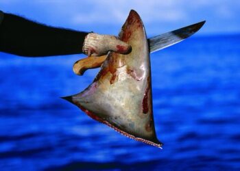 Tráfico de aletas de tiburón en Ensenada: bajo la mira por un negocio millonario y devastador.