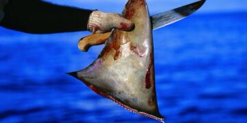 Tráfico de aletas de tiburón en Ensenada: bajo la mira por un negocio millonario y devastador.